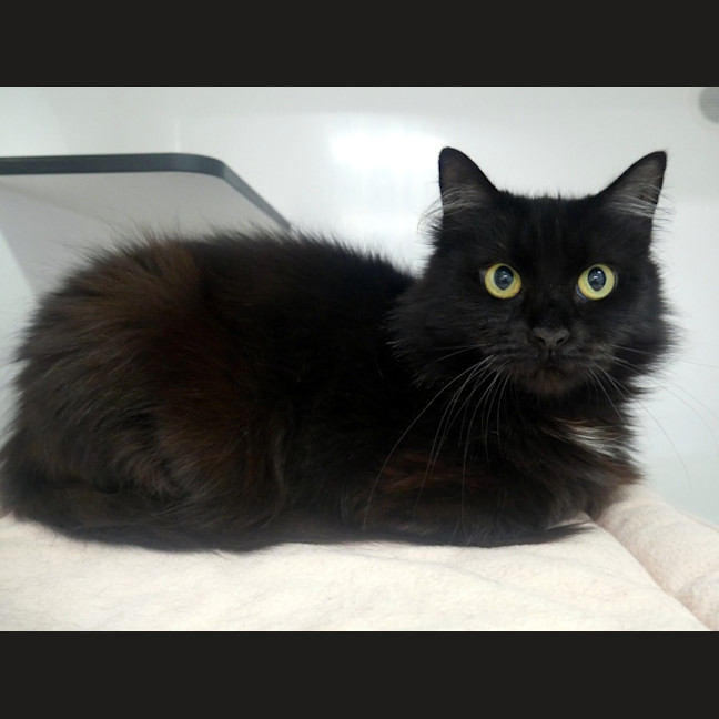 Photo of Nyx Sua013135