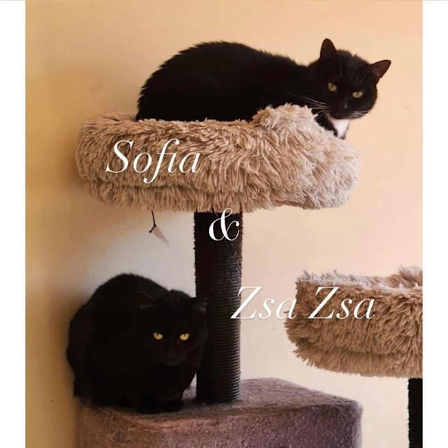 Photo of 7295/7   Zsa Zsa & Sofia