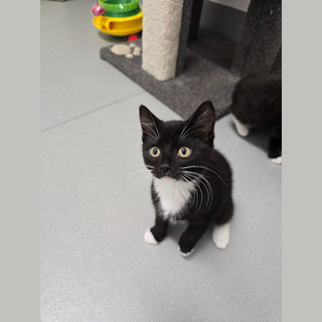 Photo of Rhea Ripley   Burnie