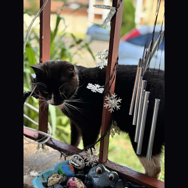 Photo of Sylvester