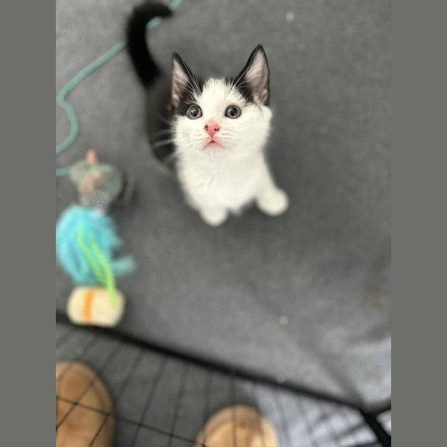 Photo of Dumpling