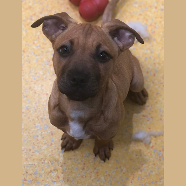 Photo of Nala