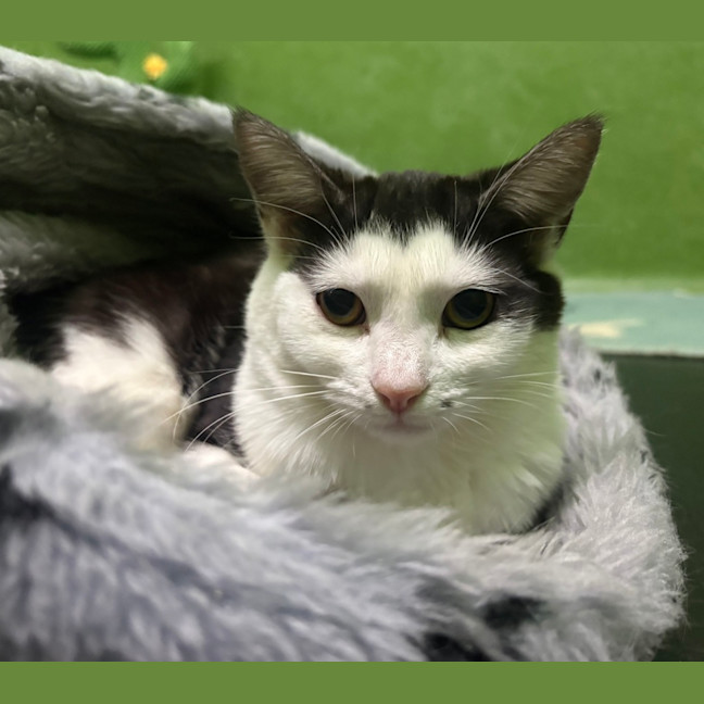 Photo of Venus (Bonded With Serena)