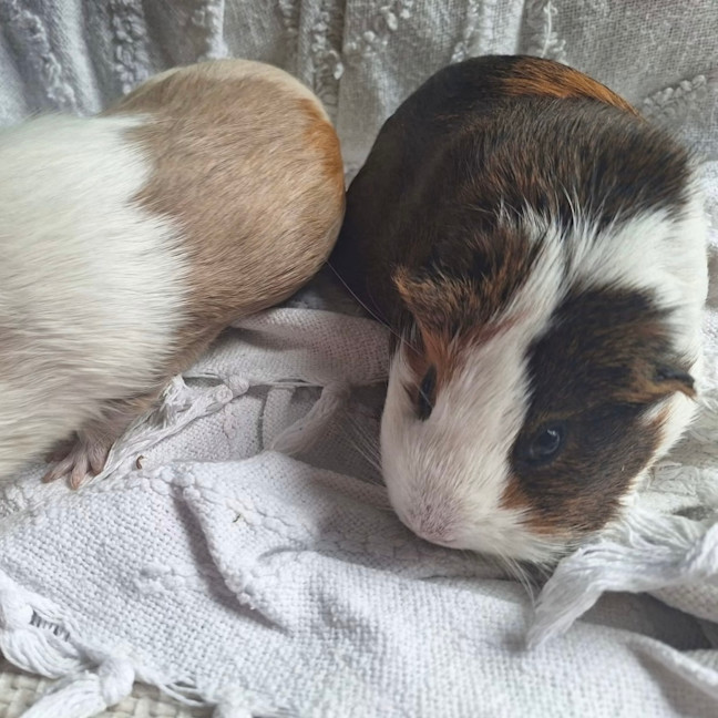 Photo of Hazel & Cocoa