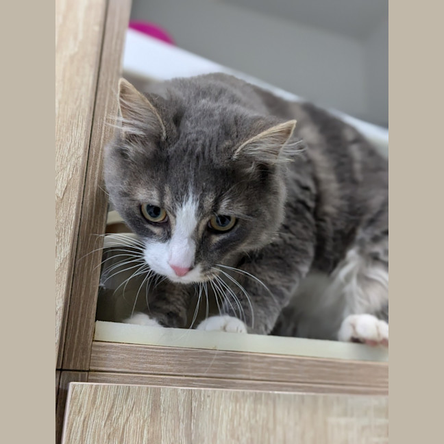 Photo of 🏹 Asterix 5429 🏹