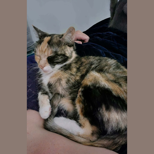 Photo of Hazel 