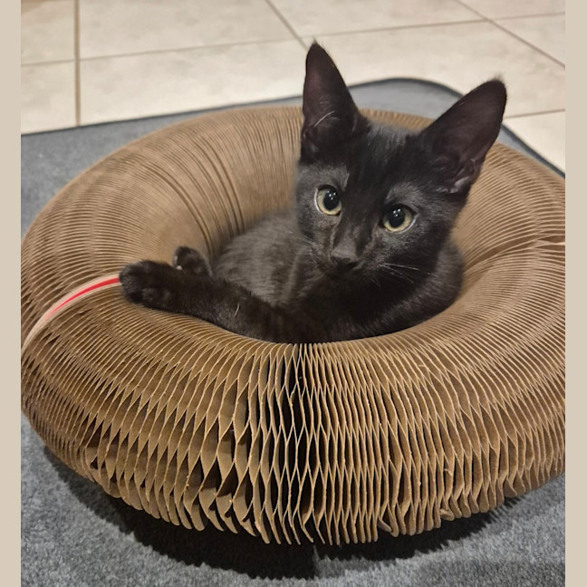 Photo of Rosie