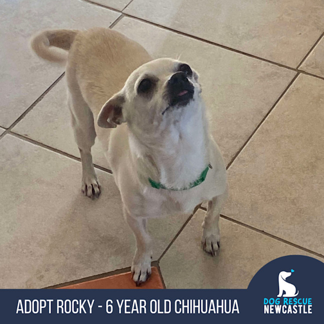 Photo of Rocky   6 Year Old Chihuahua (Trial)