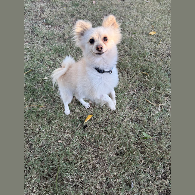 Photo of Herbie