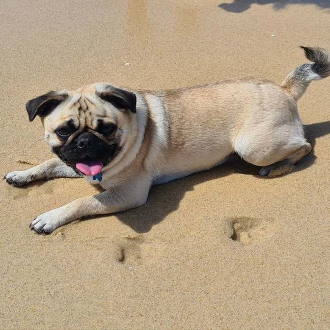 Photo of Marley