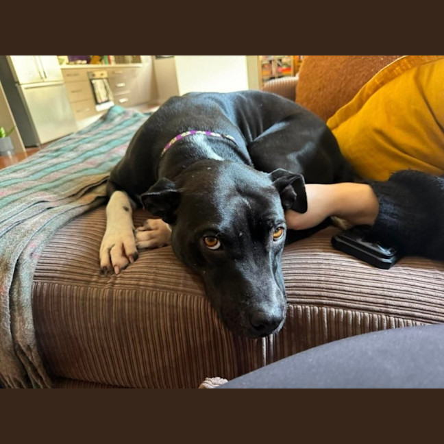 Photo of Sambi   3 Year Old Staffy