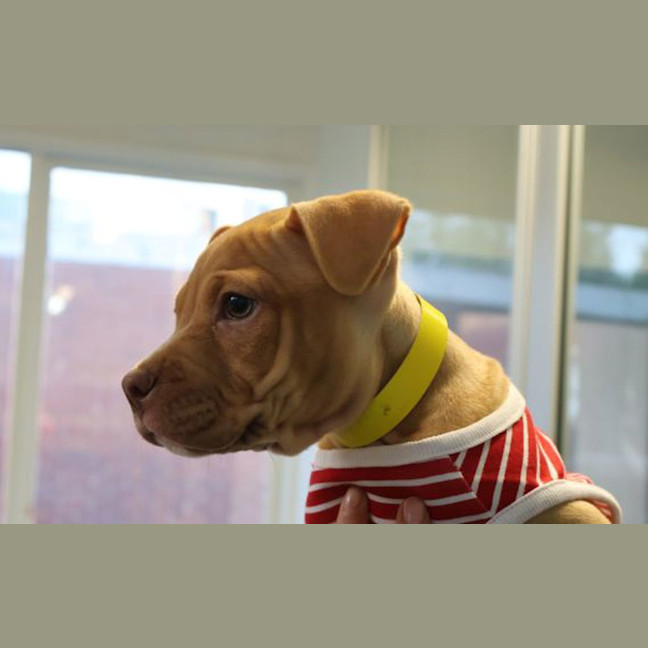 Photo of Lulu