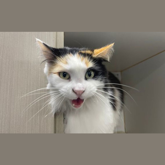 Photo of Angel