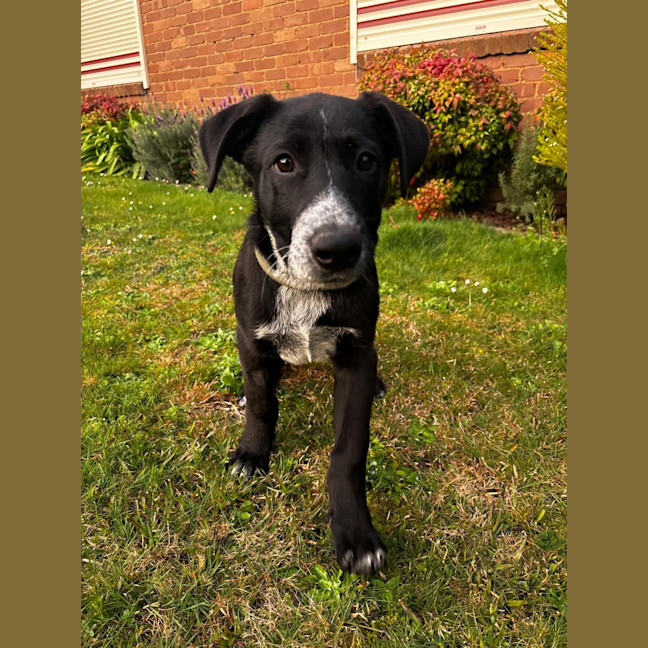 Photo of Bruno