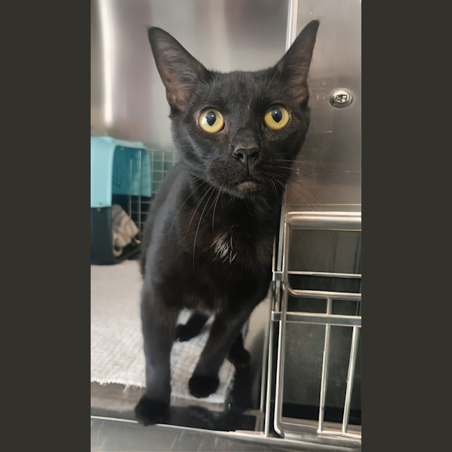 Photo of Salem