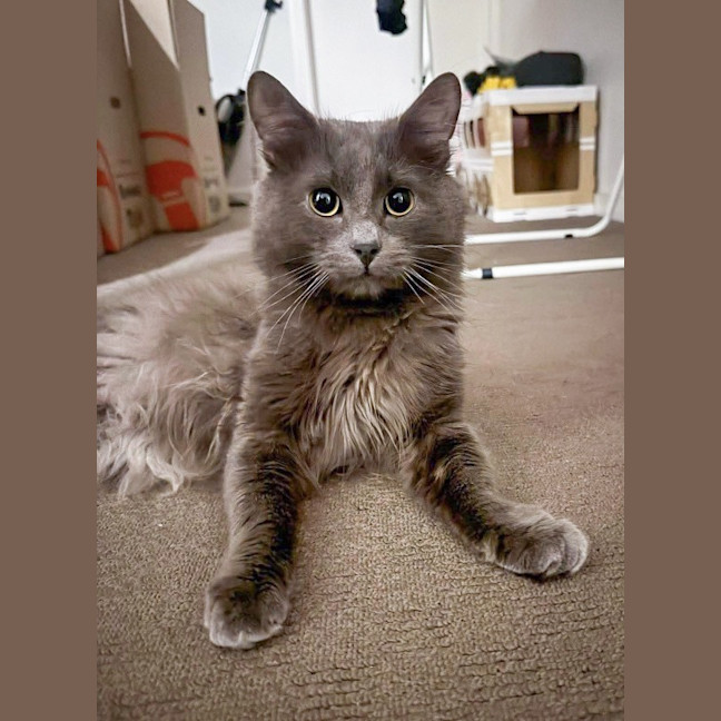 Photo of Chip