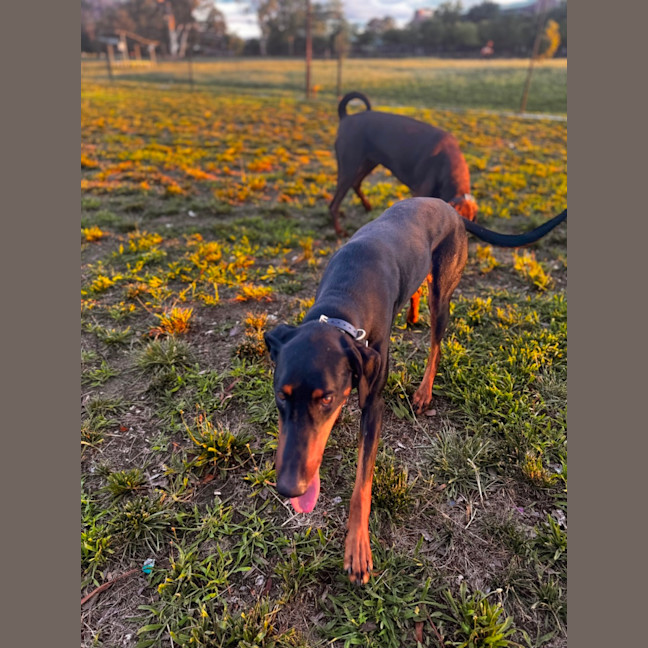 Photo of Ms Z. Von Dobermann