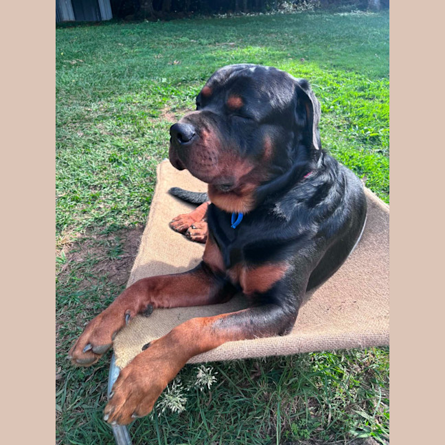 Photo of Onyx
