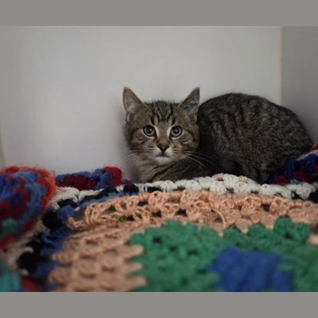 Photo of Milo