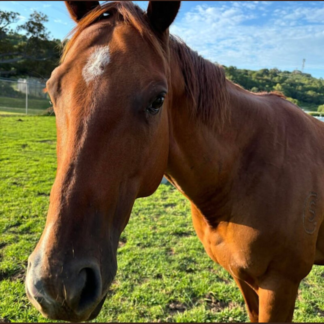 Photo of Pippa