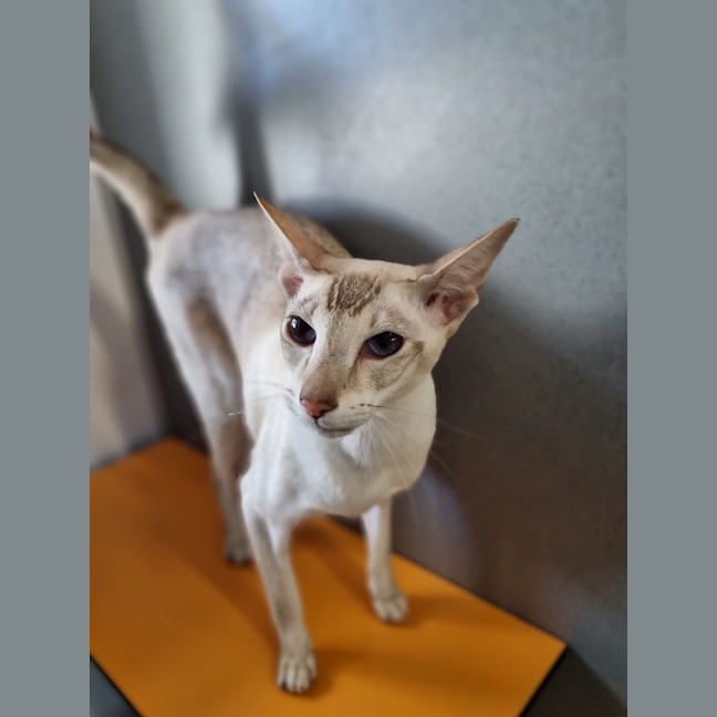 Photo of Astra