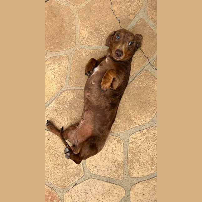 Photo of Freckles