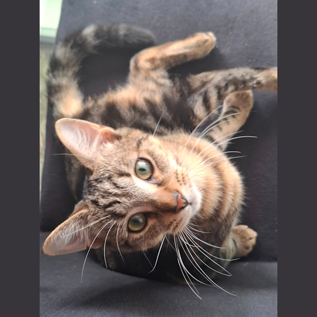 Photo of Flintavious 