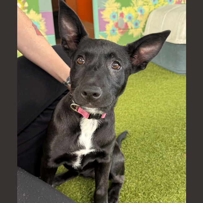 Photo of D1292 Tilly