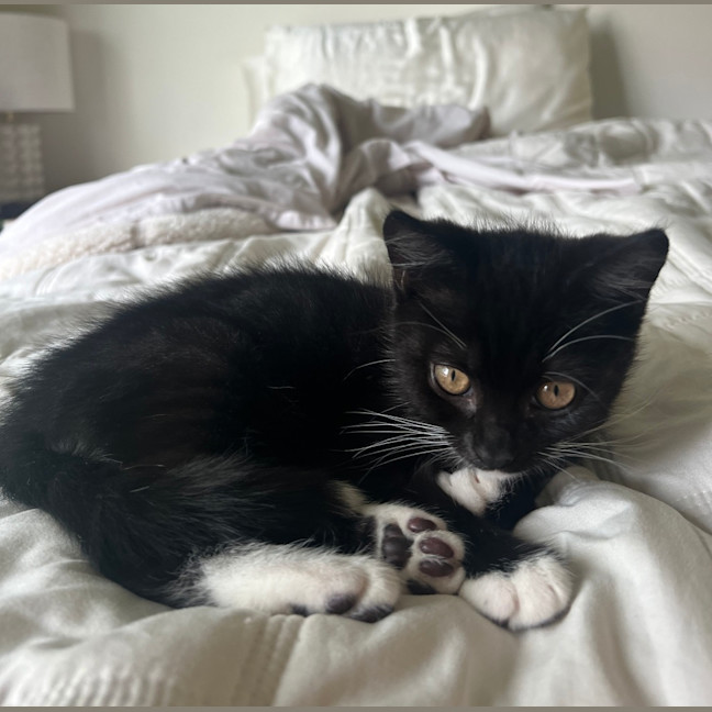 Photo of Enzo