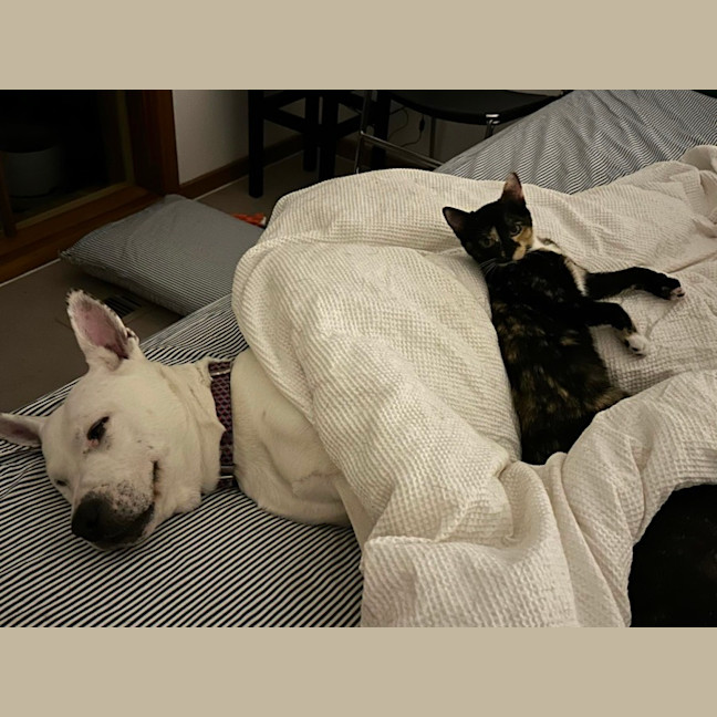 Photo of Holly & Ivy