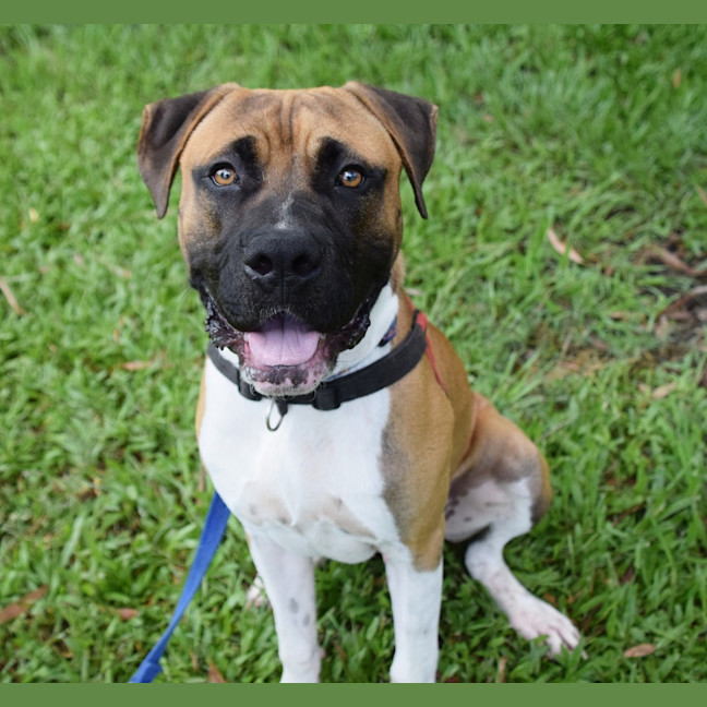 Photo of Boof