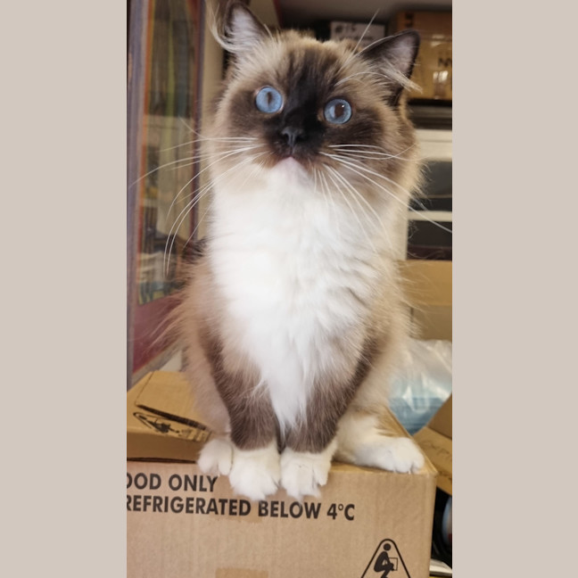 Photo of Piper