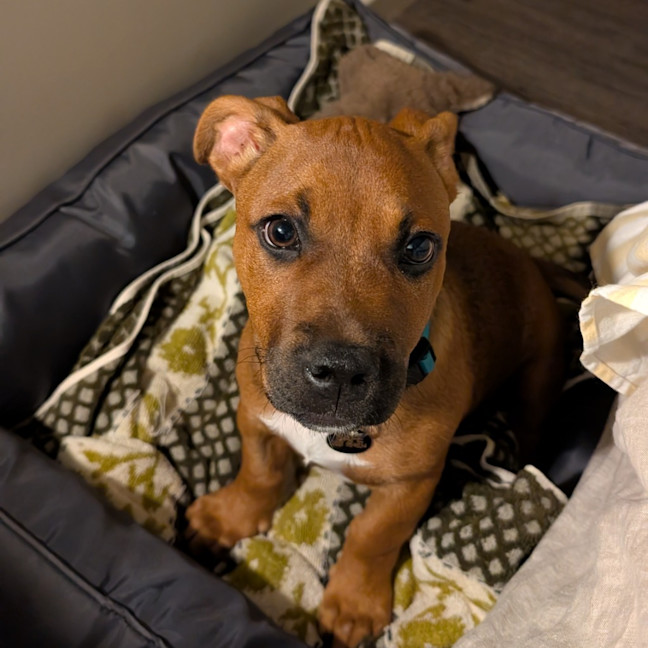 Photo of Teddy