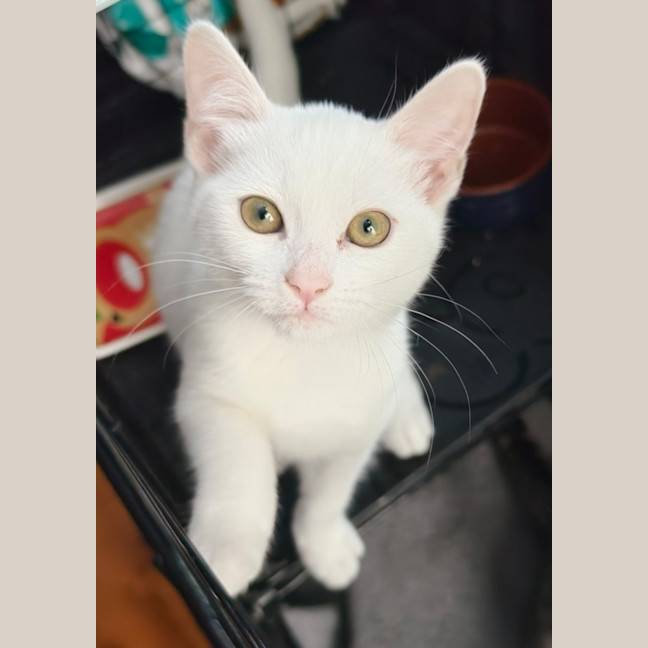 Photo of Smudge