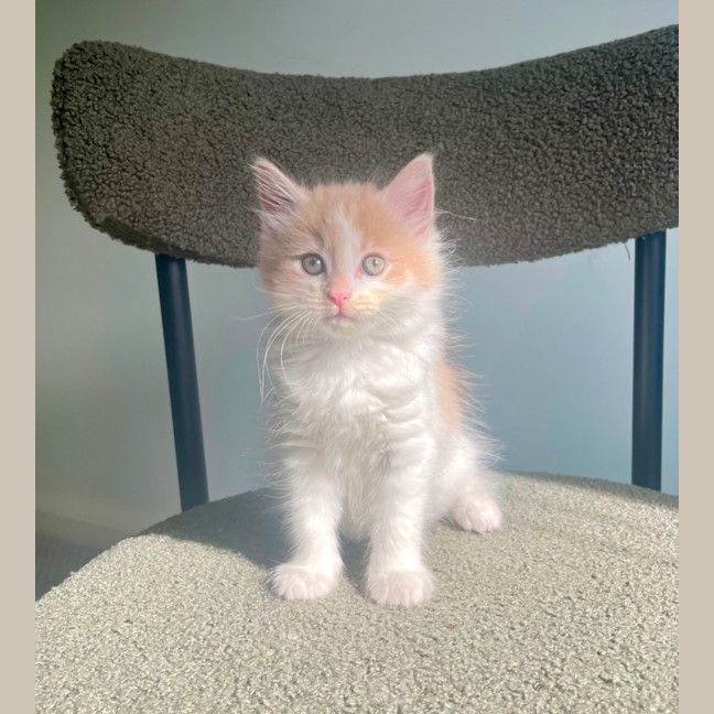 Photo of Primrose