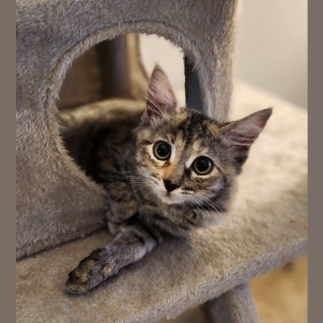 Photo of Charlie   4 Month Old Domestic Medium Hair