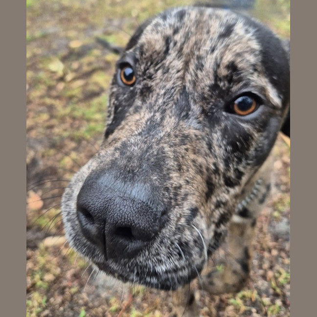 Photo of Louie