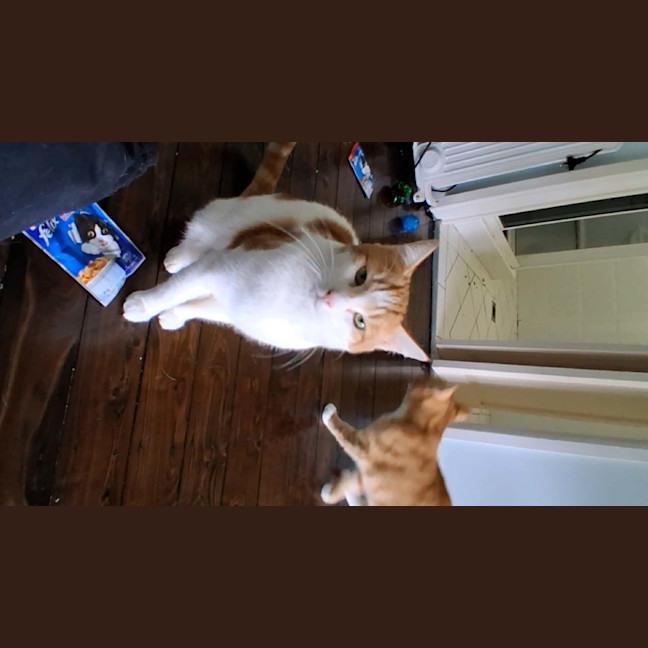 Photo of Mittens 