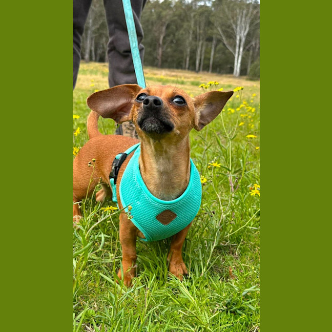 Photo of Pickle