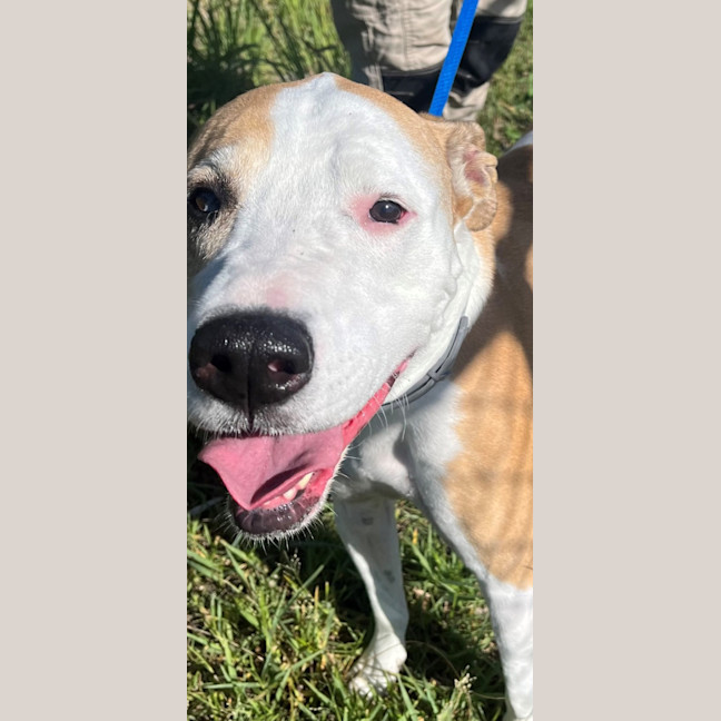 Photo of Piper (6999)