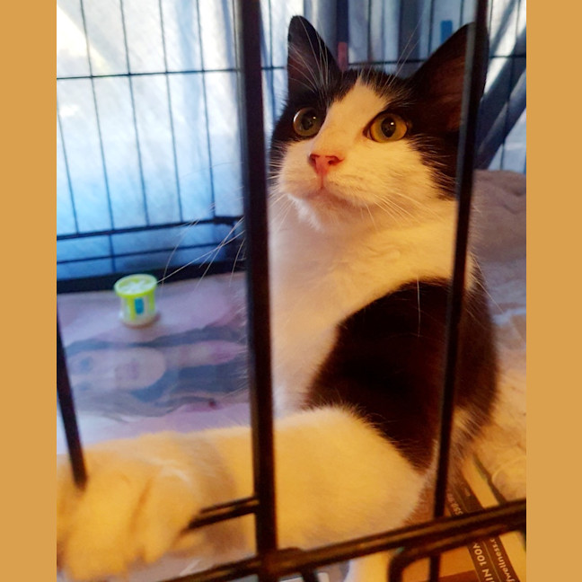 Photo of Magpie