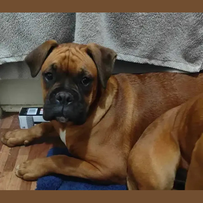 Photo of Boxer Puppies