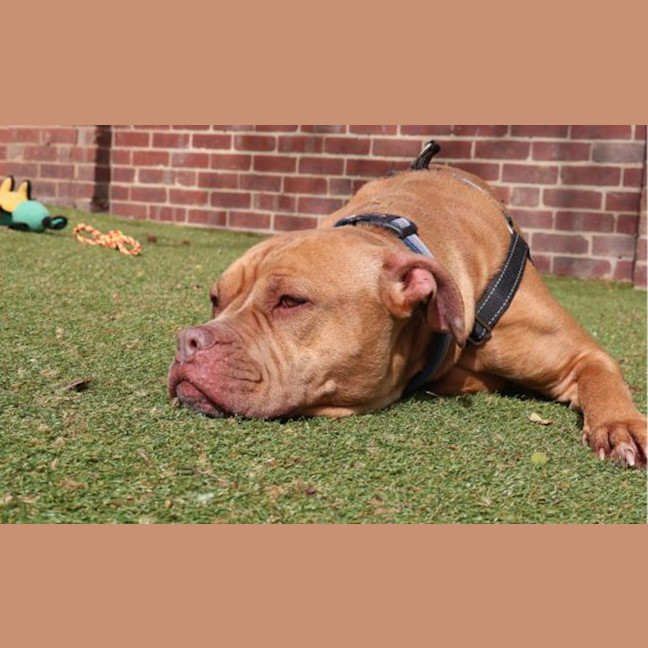 Photo of Ginger