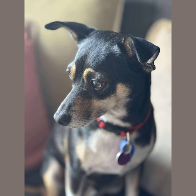 Photo of Valo   3 Year Old Fox Terrier X