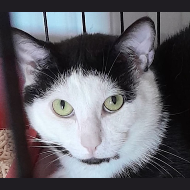 Photo of Smyth & Simmo   2 Year Old Domestic Shorthair