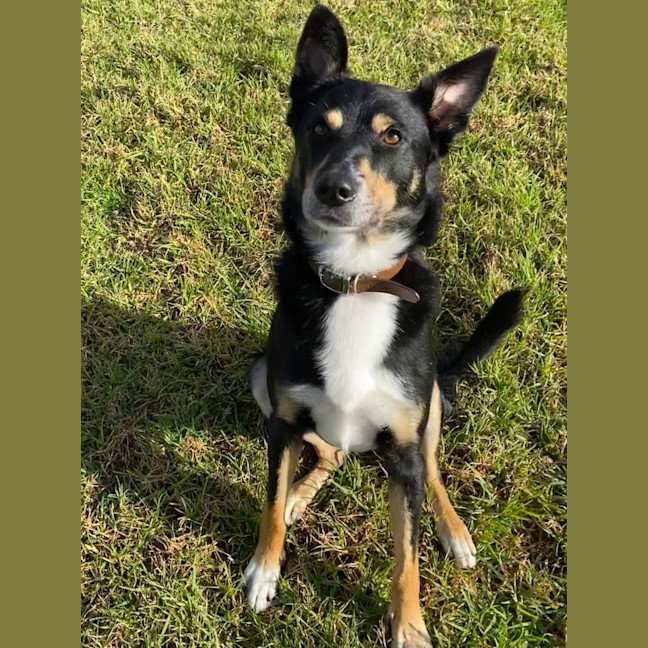 Photo of Dexter