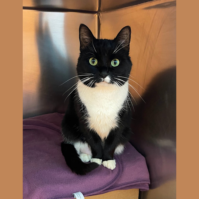 Photo of Sox