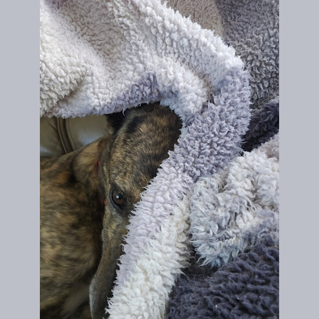 Photo of Rocky (With Roxy)