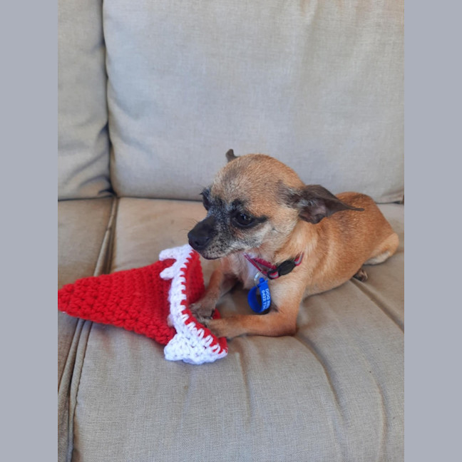 Photo of Pixie   3 Year Old Chihuahua