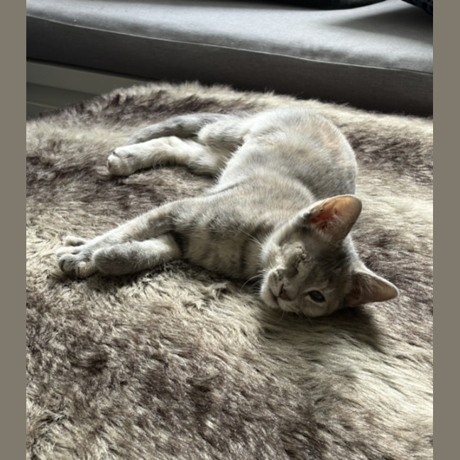 Photo of Skipper